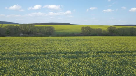 flying over a rapeseed field towards a hill and trees on a sunny day