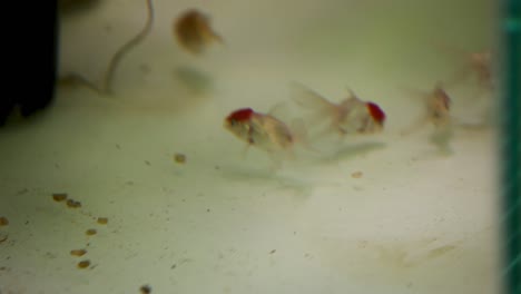 Orange-goldfish-searching-for-food-in-their-tank