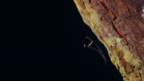 una pequeña mantis orante marrón camina sobre el tronco de un árbol en el bosque tropical