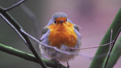 puffed up robin perched on branch looking around