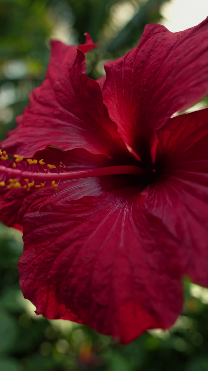 Giardino tropicale lussureggiante con fogliame vivace e palme, ripreso da un'angolazione bassa.