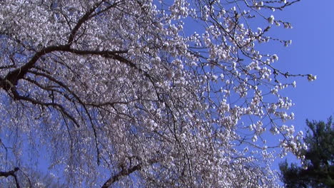 Camera-jibs-from-blossom-laden-weeping-cherry-tree-to-koi-pond-in-Japanese-garden