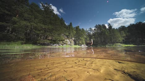 Vista-De-Dos-Niveles-Sobre-Y-Bajo-El-Agua