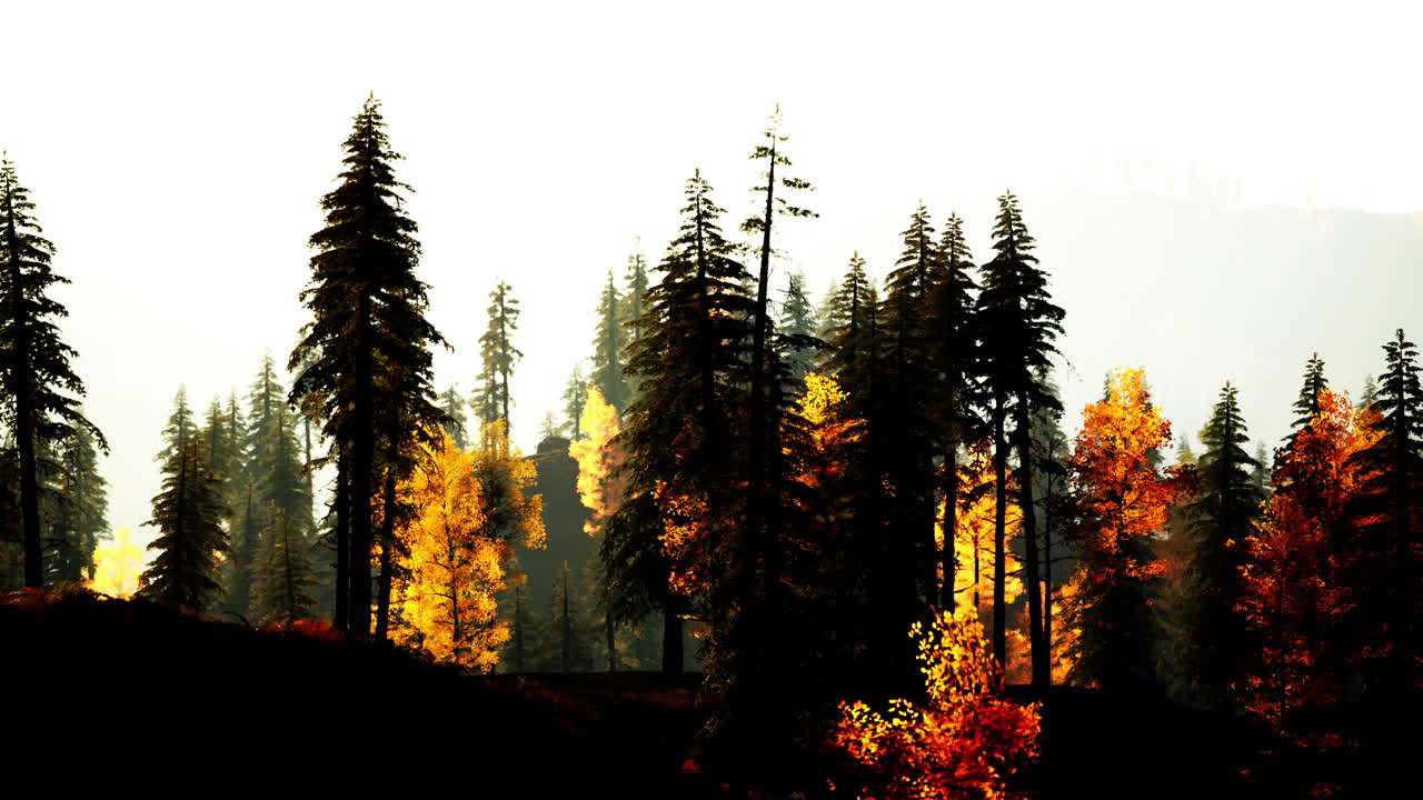 아름다운 해가 지는 높은 나무로 가득 찬 숲