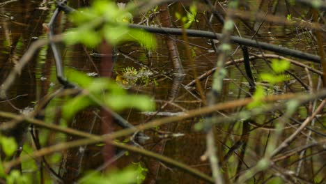 little yellow bird jumping on twigs above the water, birdwatching canada warbler