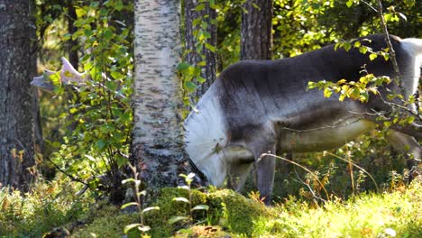 static shot of domestic reindeer eating shrubs inside a sunlit forest