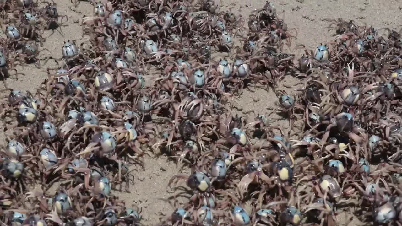 수많은 파란색 크래브가 모래 땅에 모여 있습니다.