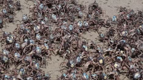 numerous blue crabs clustering on sandy ground