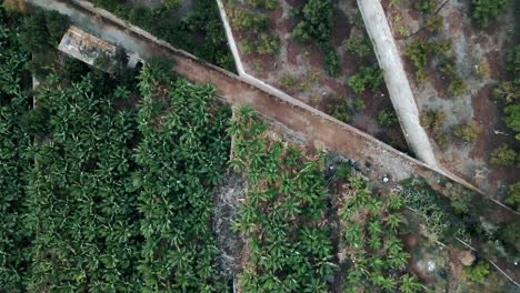 Aerial-View-of-Green-Plants-Growing-in-Brown-Field-in-Spain,-Daytime-Shot