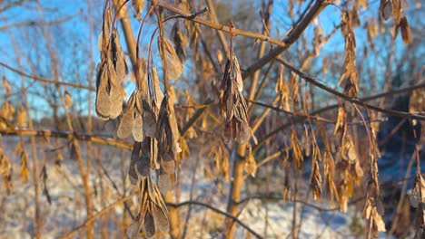 close up panning and spinning shot of brown ash tree seeds hanging from tree branches during a cold and winter sunny day with snow on the ground in the back and blue sky visible. cinematic footage.