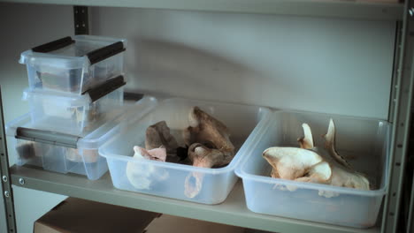 animal bones and artifacts stored in plastic containers