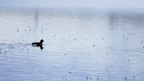 water bird on calm floodplain waters, waterbirds enjoying the wet winter landscape in the uk