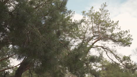 detalle de las ramas de unos pinos 2