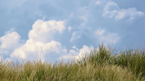 view of a meadow with beautiful storm clouds behind at eye level