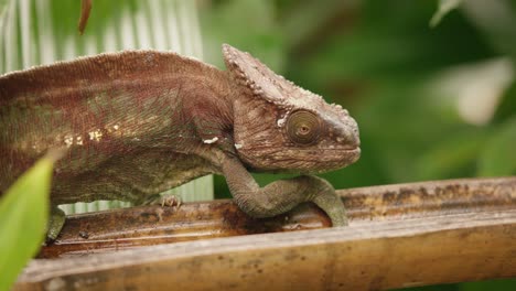 close-up of an old parson's chameleon moving slowly on a branch in madagascar's lush forest