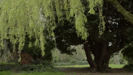 Relaxing-landscape-of-willow-tree