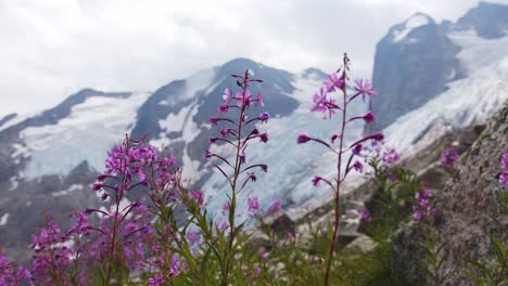 wildflowers with glacier and mountains in the background