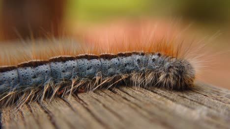 primer plano macro extremo y cámara lenta extrema de una polilla de oruga de carpa occidental