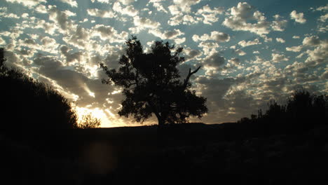 time lapse: sensational white cluster and clumps of cumulus and stratus clouds flowing above in bright blue sky at sunset with bright white shiny sun beams, rays, flare and glare by silhouette tree