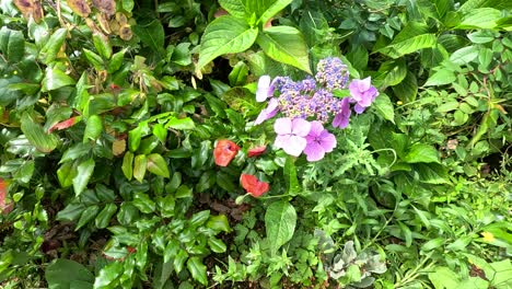 colorful flowers blooming in lush green foliage