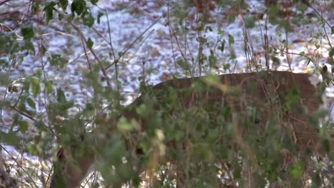 white-tailed-deer-mammal-walking-along-tall-grass-in-pine-rock-land-habitat