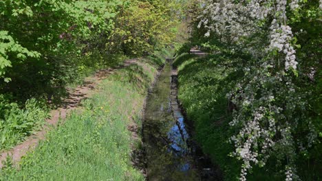 Narrow stream flows gently between grassy banks, surrounded by spring foliage and blooming white flowers