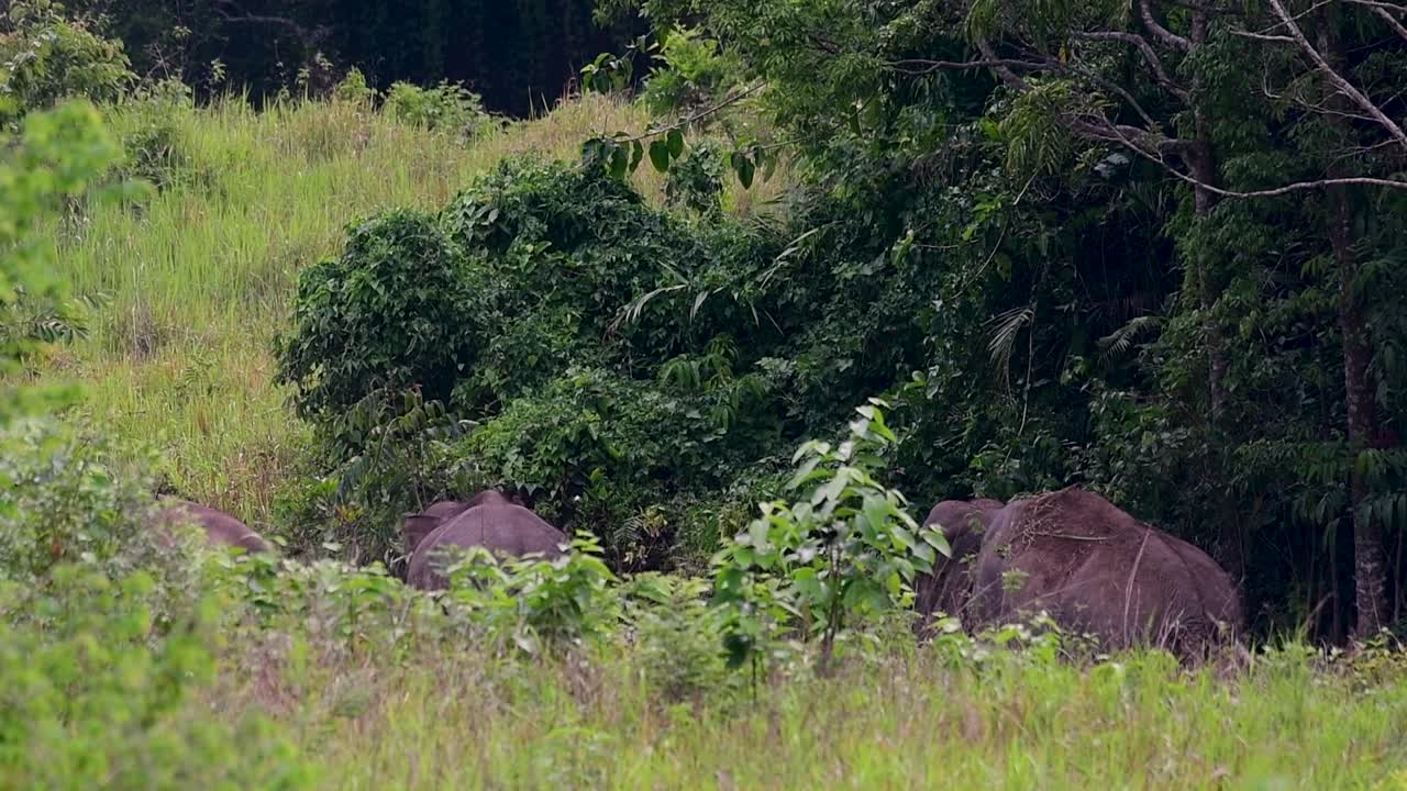 아시아 코끼리는 멸종 위기 종이며 태국 거주자이기도합니다.