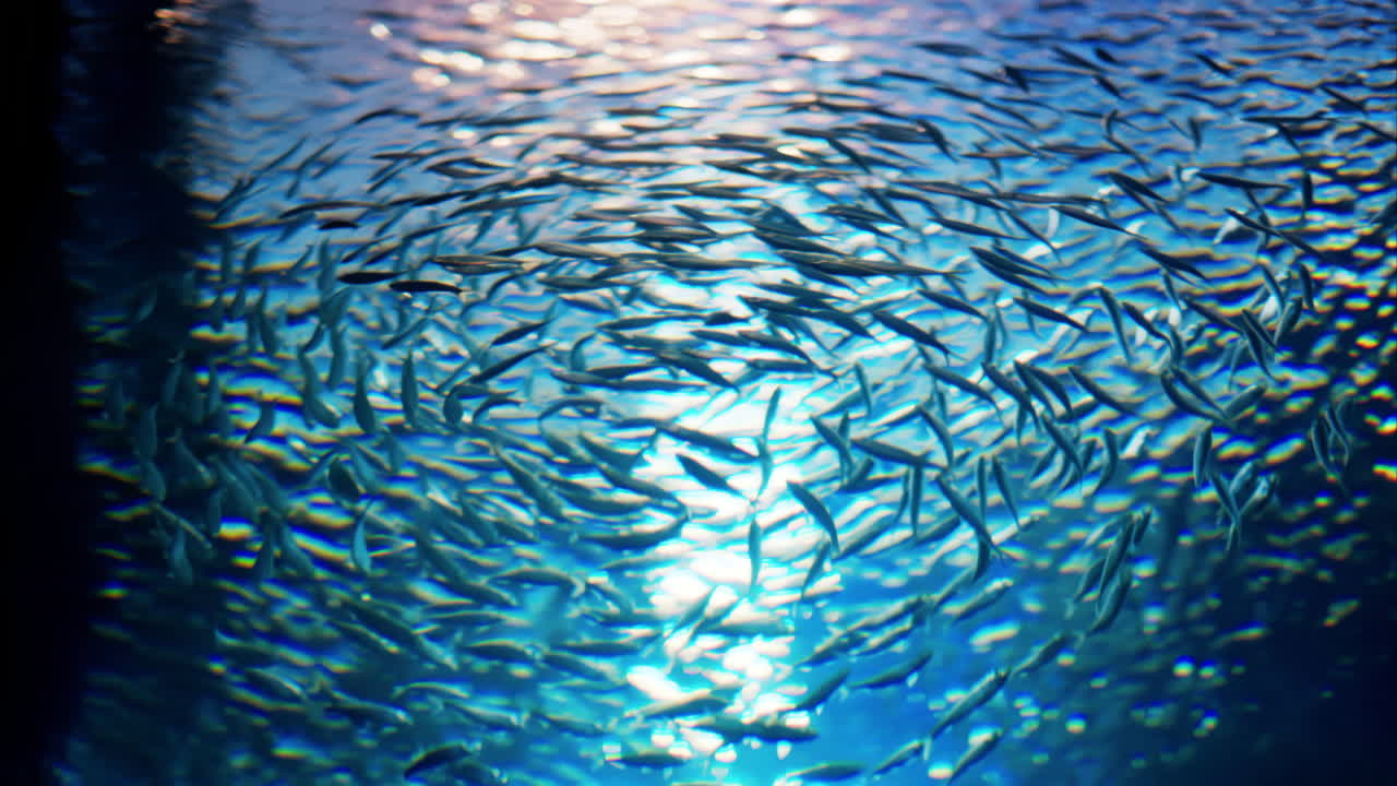 A school of Blue maomao fish swimming near coral reefs