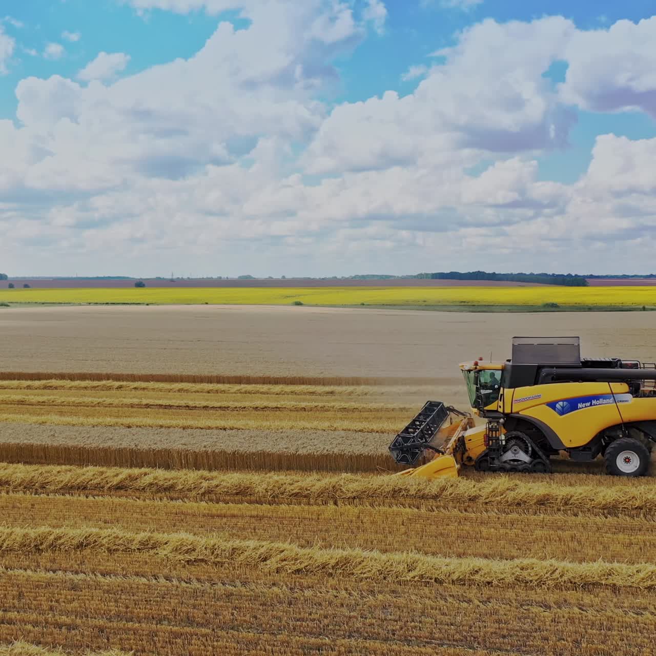 Combine harvesting wheat field