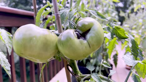 diseased tomato on vine in summer