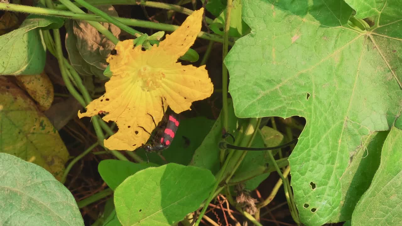 A red and black Mylabris pustulata beetle rests on a bright yellow gourd flower surrounded by green leaves, captured in natural daylight, showing the beauty of pollinators in a farm ecosystem