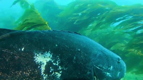 giant black sea bass living amongst the giant kelp in the pacific ocean