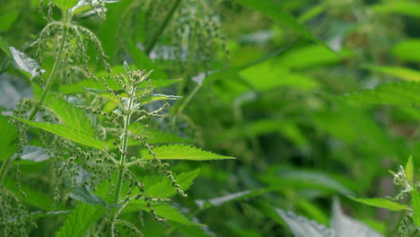 cerrar la ortiga en primavera moviéndose con una ligera brisa de plantas medicinales