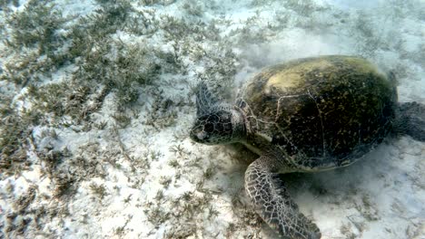 big adult green sea turtle (chelonia mydas)