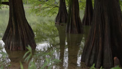 Troncos-De-Ciprés-Calvo-En-Pantano,-Camión-A-La-Izquierda