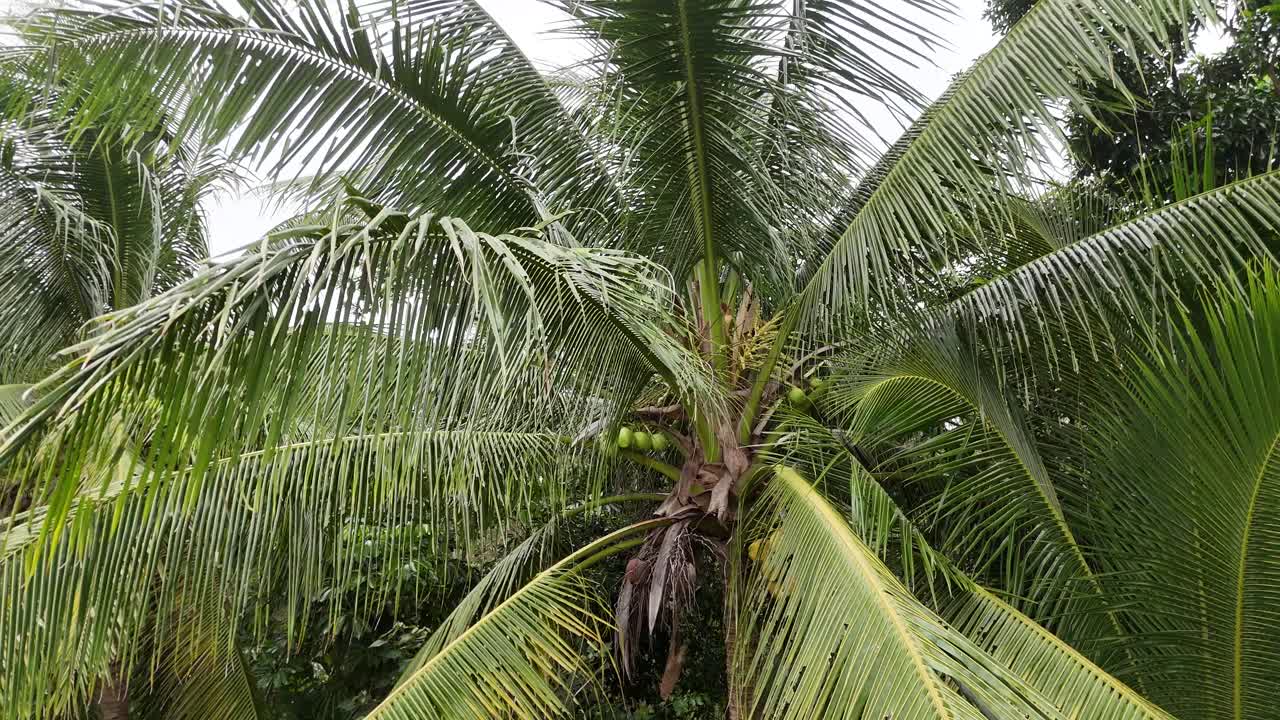 Aerial footage of a coconut palm tree in lush greenery, captured in natural daylight with steady drone movement