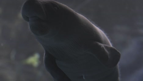 manatee puppy in the aquarium