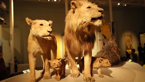 taxidermy lions on display at national museum of scotland