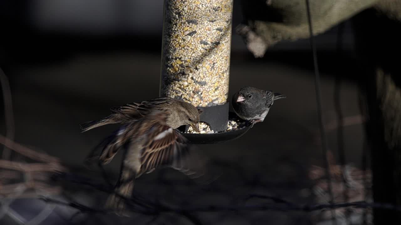 Spatzen und Junko-Vögel fressen aus einem Futterhäuschen