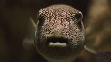 close up of funny front face of polkadot puffer fish, swimming slowly