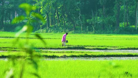 a farmer is working on a rice paddy field in bangladesh