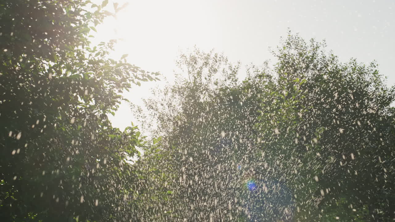 Sunlit Trees Filled With Dancing Insects, Golden Afternoon Light Filters Through Leafy Canopy Creating Shimmering Bokeh Tiny Insects And Pollen Drift In Slow Motion, Branches Sway In Gentle Breeze