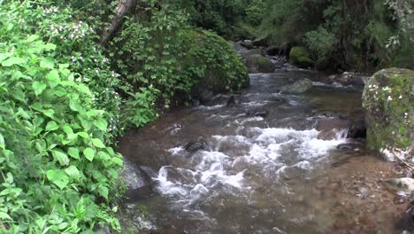 A-stream-passes-through-a-small-forest