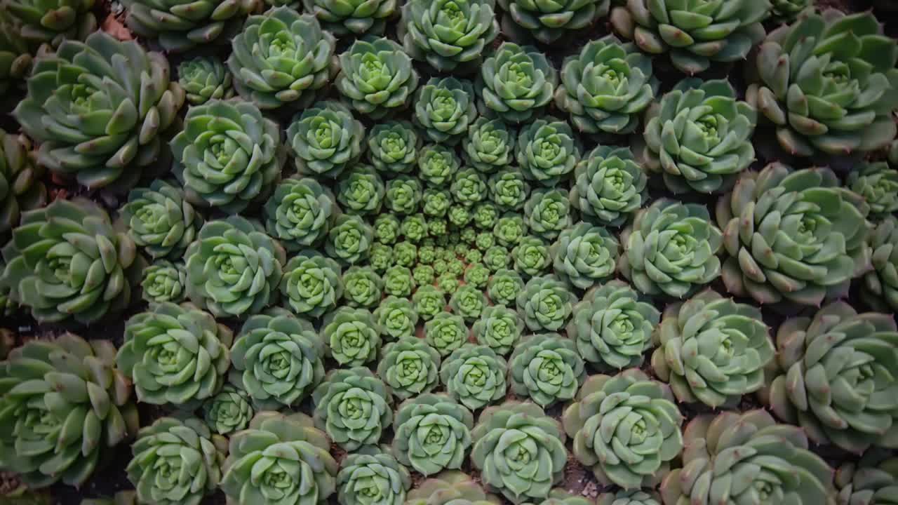 Telecamera dall'alto che si sposta rivelando rosette di succulente a spirale e fessure di terreno compatto in un vassoio.