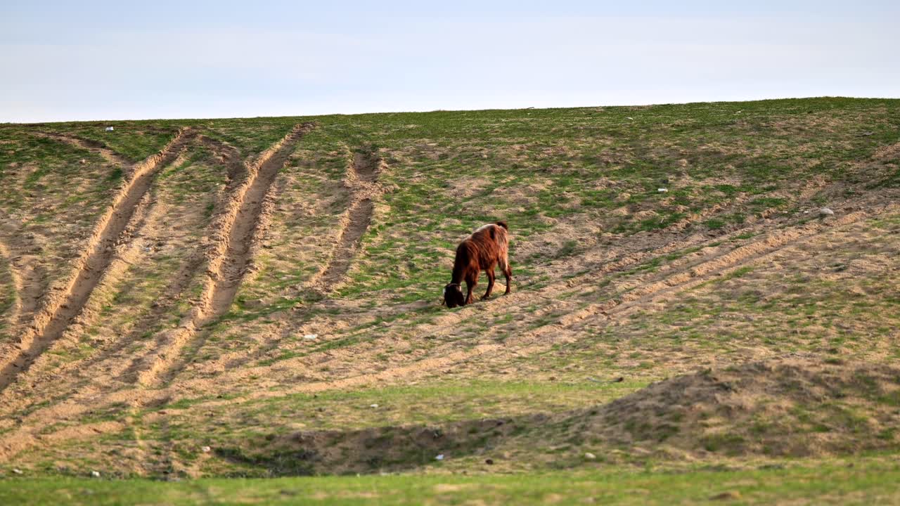 Brown Goat Grazing on a Green Hillside in the Desert