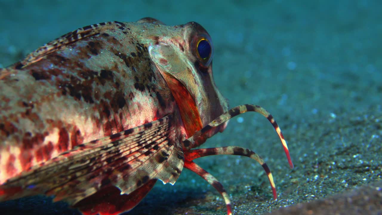 Sjældne optagelser af Chelidonichthys lastoviza, der bruger specialiserede brystfinner til at kravle.