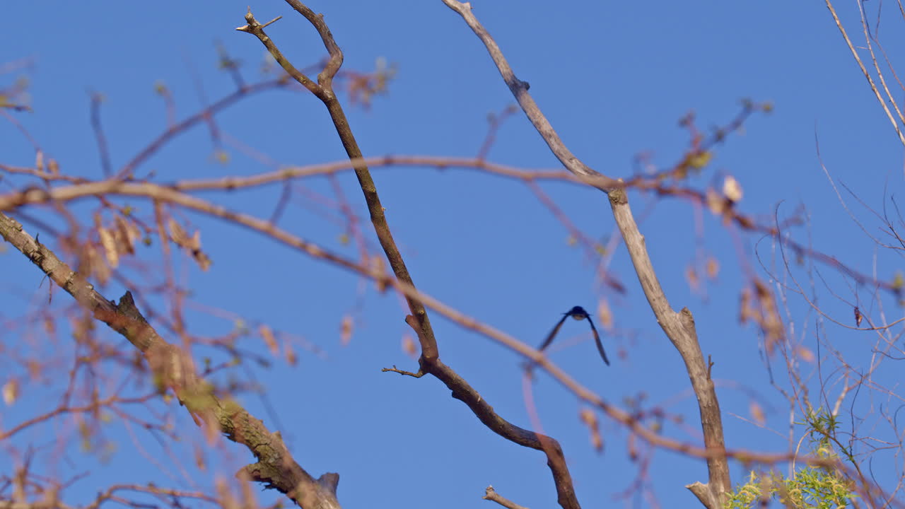 Slow motion lens reveals the intricacy of purple martin mating flights.