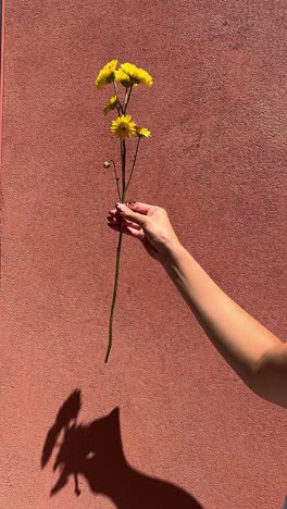 mano sosteniendo una flor amarilla contra una pared rosa