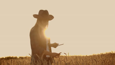 a woman farmer in a hat and a plaid shirt touches the sprouts and seeds of rye examines and enters data into the tablet computer is in the field at sunset.