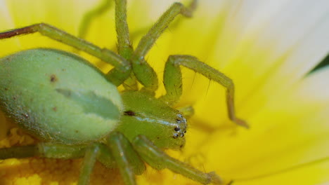 Araña-Cazadora-Verde-Con-Piernas-Largas-Descansa-Sobre-Flor-Amarilla,-Detalle-Macro-Arriba